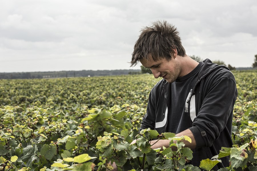 <p>I vinmarkene &oslash;nsker familien Confuron full modning p&aring; druene, men uten &aring; s&oslash;ke overmodning og for plump frukt. Vinene har som regel ganske m&oslash;rke farger og konsentrert frukt hvor m&oslash;rke frukttoner ofte tar litt st&oslash;rre plass enn i lignende viner fra samme opprinnelse. Det er likevel aldri mangel p&aring; ferskhet i fruktuttrykket. Louis&rsquo; p&aring;virkning har gitt litt lysere viner, viner med litt mer r&oslash;db&aelig;rtoner i frukten til tross for h&oslash;y modning i de senere &aring;rganger.</p>