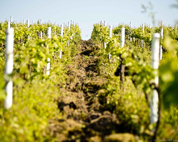 <p>Maillart-familiens filosofi har alltid v&aelig;rt &aring; ha respekt b&aring;de for vinplantene s&aring; vel som for deres omgivelser, med form&aring;l om &aring; bevare &oslash;kosystemet for fremtidige generasjoner. Nicolas Maillart bruker derfor &oslash;kologiske jordsbruksmetoder, som pl&oslash;ying, &oslash;kologisk gj&oslash;dsel og dyrking av andre planter og vekster mellom vinrankene. De fleste parsellene er plantet med <em>s&eacute;lection massale</em>, som sikrer genetisk mangfold og viner med stedegen karakter.</p>
<p>Vinplantene er i gjennomsnitt rundt 35 &aring;r gamle, hvilket er en h&oslash;yere alder enn i Champagne generelt. Maillarts 8,5 hektar med vinmarker best&aring;r av 65 prosent pinot noir, 17 prosent chardonnay, 15 prosent pinot meunier, samt 3 prosent petit meslier. Den sistnevnte sjeldne druesorten ble plantet i 2015 og vil fra 2022-utgaven bidra med 2 prosent av blenden til Platine.</p>
<p>Vinmarkene ligger i tre ulike kommuner i Montagne de Reims.</p>
<p>I Bouzy har Maillart 1 hektar med vinstokker i brun kalkstein, som gir elegante, rike og kraftige viner. I &Eacute;cueil, hvor vinhuset ligger, har Maillart 3 hektar. Her er &aring;sene rike p&aring; leire, mens jordsmonnet blir mer sandholdig der det skr&aring;ner ned mot flatlandet. Vinene herfra bidrar med eleganse i blendene. Mesteparten av vinstokkene, 4,5 hektar, ligger i Villers-Allerand, hvor jordsmonnet er mer leirholdig, noe som gir kraftige og strukturerte viner.</p>