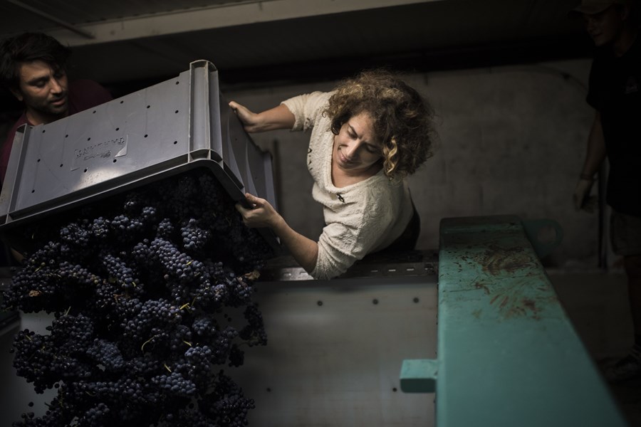 <p>Druene presses i klassiske runde Coquart-presser og hver enkelt parsell vinifiseres for seg for &aring; ha en bredest mulig palett av ulike terroir til disposisjon n&aring;r basevinene skal blandes. Vinifikasjonen foreg&aring;r p&aring; en kombinasjon av rustfrie st&aring;ltanker og eikefat med medium toast fra Claude Gillet i Saint-Romain. Ingen av vinene gjennomg&aring;r malolaktisk gj&aelig;ring, noe som gj&oslash;r at vinene har en markant syrlighet. Dette er s&aelig;rlig utfordrende med nordvendte vinmarker i den kj&oslash;lige Marnedalen, hvor god modning langt fra alltid er en selvf&oslash;lge, og i tillegg n&aring;r vinene lages uten <em>dosage</em>. Dette krever hardt arbeid og lave utbytter i vinmarkene for &aring; f&aring; tilstrekkelig modning p&aring; druene til &aring; balansere den intense syrligheten.</p>