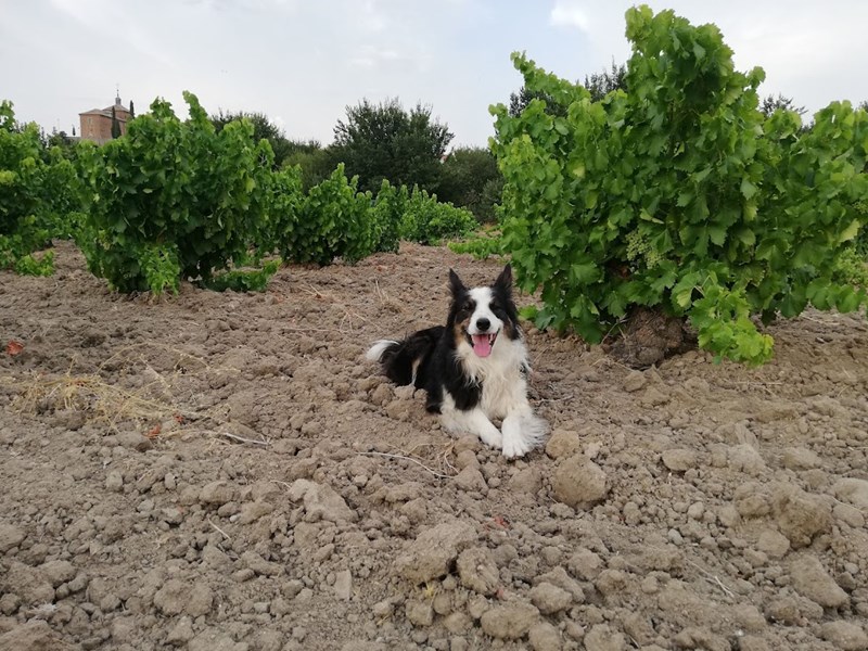 <p>Daniel fra Comando G og Curro fra Fedellos do Couto i Ribeira Sacra vokste opp sammen i landsbyen M&eacute;ntrida og har siden v&aelig;rt n&aelig;re venner. De har lenge b&aring;ret p&aring; dr&oslash;mmen om &aring; gj&oslash;re noe sammen for &aring; l&oslash;fte kvaliteten i vinene fra deres kj&aelig;re hjemomr&aring;der.</p>
<p>Daniel Landi er allerede kjent for &aring; lage noen av verdens beste garnacha-viner hos Comando G (sammen med Fernando Garcia) og i sitt eget prosjekt Daniel Landi Viticultor, en knapp time nordvest for M&eacute;ntrida. Comando G satte garnacha og Sierra de Gredos p&aring; kartet. N&aring; gj&oslash;r Dani og Curro det samme med appellasjonen DO M&eacute;ntrida som ogs&aring; dekker en del av Sierra de Gredos.</p>
<p>I likhet med Sierra de Gredos er DO M&eacute;ntrida mest kjent for &aring; supplere hovedstaden Madrid med middelm&aring;dig volumvin. Den historien akter Dani og Curro &aring; endre p&aring;.</p>
<p>Curro fra Fedellos do Couto har gjort mye av det samme som Daniel Landi, men jobber til daglig i de stupbratte vinmarkene i Ribeira Sacra i Galicia i Nordvest-Spania. Der lager de spesielt delikate uttrykk for voksested og lokale druer langs grisgrendte &aring;ssider ved Sil og Bibei-elvene i Nordvest-Spania. Fedellos do Couto importeres ogs&aring; av oss fra september 2022.</p>
<p>Viticola Mentridana er den naturlige forlengelsen av dr&oslash;mmen og kj&aelig;rligheten de to har for landsbyen og appellasjonen M&eacute;ntrida. Filosofien minner veldig om Comando G sin. Vinene er elegante, delikate og samtidig kraftfulle uttrykk for garnacha fra gode adresser. Kvaliteten og uttrykket i vinene er gjenkjennelige med de fra Comando G, men vinene til Viticola Mentridana er mer &aring;pne og sjarmerende som unge.</p>