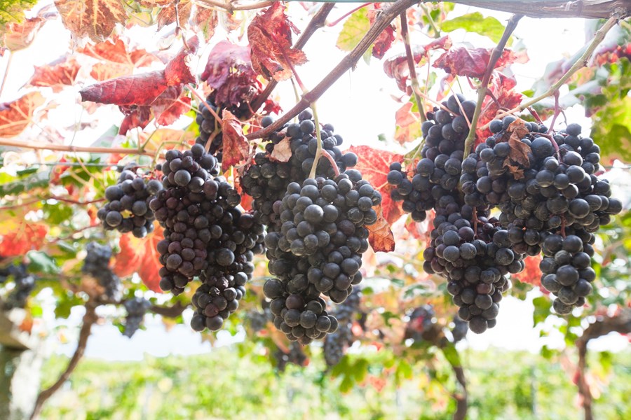 <p>Hvitvinsdruen er albari&ntilde;o fra gamle vinstokker, mens for r&oslash;dvin benyttes de lokale ca&iacute;&ntilde;o, loureiro og espadeiro. Parsellene ligger spredt p&aring; Saln&eacute;s-halv&oslash;ya cirka 1,5-2 timers kj&oslash;retur vest og nordvest fra regionshovedstaden Pontevedra. For den lokalkjente finner du Rodris vinmarker ved bl.a. landsbyene Mea&ntilde;o, Lores, Simes, Padrenda, Padri&ntilde;an, Sanxenxo, Dena og Barro. Vineriet ligger i Cambados.&nbsp;</p>
<p>Noen vinmarker ligger bokstavelig talt i sj&oslash;kanten og flere av disse best&aring;r av den sv&aelig;rt siltholdige leiren som kalles <em>caolin</em>. Ellers preges jordsmonnet av dyp, forvitret granittjord i form av leire, grus og sand. Lenger inn i landet g&aring;r det ogs&aring; enkelte kalk&aring;rer gjennom Rodris vinmarker.</p>
<p>De gamle vinstokkene, n&aelig;rheten til det kj&oslash;lige Atlanterhavet og det granittholdige eller kalkholdige jordsmonnet er sentrale faktorer for den h&oslash;ye kvaliteten og den pure stilen til Rodris viner.</p>