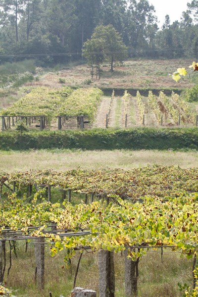 <p>Rodrigo Mend&eacute;z (bare kjent som Rodri i vinverdenen) st&aring;r bak b&aring;de Forjas del Saln&eacute;s og vinene med kun Rodrigo M&eacute;ndez p&aring; frontetiketten i hvitvinsregionen R&iacute;as Baixas. Vinene hans er mineralske, dype, lange og syrlige og med et stort lagringspotensial. Forutsetningene for dette er sv&aelig;rt gamle vinstokker tilpasset klima og jordsmonn i flere tilfeller upodede vinstokker langt over 100 &aring;r gamle, i noen tilfeller opp til 200 &aring;r.</p>
<p>Under navnet Forjas del Saln&eacute;s hentes druene fra ulike vinmarker i flere underomr&aring;der av Saln&eacute;s, som er den kj&oslash;ligste underregionen av R&iacute;as Baixas. Hans village-prosjekt fra hjembyen Mea&ntilde;o skiller seg visuelt ut med litt renere etiketter og kun Rodrigo M&eacute;ndez i tillegg til vinnavnet p&aring; frontetiketten. Village-vinen Cies og enkeltmarksvinene S&aacute;lvora og O Raio da Vella er forel&oslash;pig de tre under denne paraplyen, men det kommer mest sannsynlig flere med &aring;rene, ogs&aring; r&oslash;de viner.</p>
<p>R&oslash;d R&iacute;as Baixas har tradisjonelt kun v&aelig;rt for lokalt konsum, men Rodri brenner spesielt for de lokale r&oslash;dvinsdruene og lager ogs&aring; en rekke r&oslash;dviner, men i sv&aelig;rt begrenset antall. I blant annet vinmarken Finca Genoveva har han tilgang til opp mot 180 &aring;r gamle vinstokker av Cai&ntilde;o Tinto.</p>
<p>Rodris prosjekt er &aring; ivareta og utvikle de opprinnelige drueklonene, vitikulturen og vinifikasjonsteknikkene slik at vinene viser det autentiske R&iacute;as Baixas fra f&oslash;rindustriell tid. Han jobber kun med sm&aring; parseller og vinmarker som gir viner med smak av sted og tid.</p>