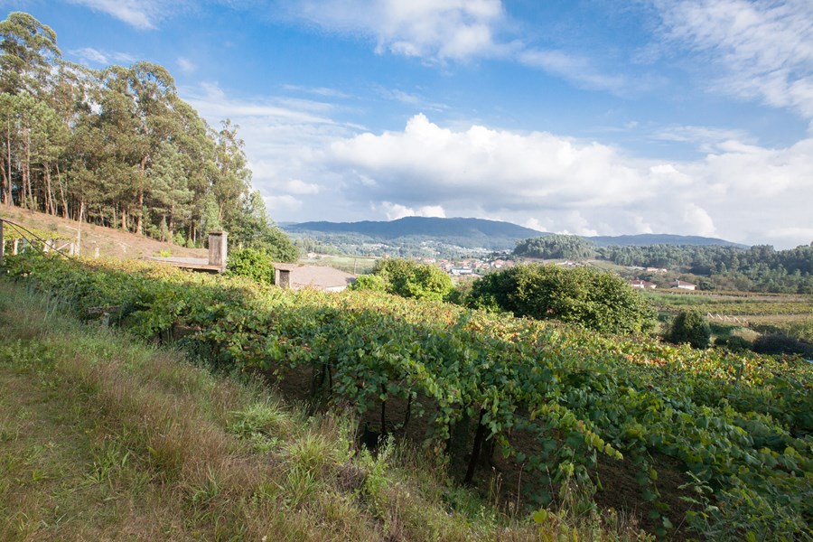 <p>Hvitvinsdruen er albari&ntilde;o fra gamle vinstokker, mens for r&oslash;dvin benyttes de lokale ca&iacute;&ntilde;o, loureiro og espadeiro. Parsellene ligger spredt p&aring; Saln&eacute;s-halv&oslash;ya cirka 1,5-2 timers kj&oslash;retur vest og nordvest fra regionshovedstaden Pontevedra. For den lokalkjente finner du Rodris vinmarker ved bl.a. landsbyene Mea&ntilde;o, Lores, Simes, Padrenda, Padri&ntilde;an, Sanxenxo, Dena og Barro. Vineriet ligger i Cambados.&nbsp;</p>
<p>Noen vinmarker ligger bokstavelig talt i sj&oslash;kanten og flere av disse best&aring;r av den sv&aelig;rt siltholdige leiren som kalles <em>caolin</em>. Ellers preges jordsmonnet av dyp, forvitret granittjord i form av leire, grus og sand. Lenger inn i landet g&aring;r det ogs&aring; enkelte kalk&aring;rer gjennom Rodris vinmarker.</p>
<p>De gamle vinstokkene, n&aelig;rheten til det kj&oslash;lige Atlanterhavet og det granittholdige eller kalkholdige jordsmonnet er sentrale faktorer for den h&oslash;ye kvaliteten og den pure stilen til Rodris viner.</p>