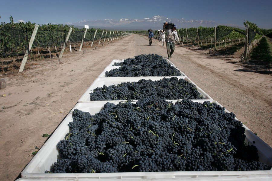 <p>Alberto Antonini er Chakanas konsulterende vinmaker. Hans navn er kjent i den moderne Argentinske vinverden, etter han involverte seg i renessansen av druen Malbec i landet fra rundt 1995. I dag er han flyvende vinmaker hos en lang rekke vinhus i Argentina og resten av verden. Antonini har doktorgrad i landbruk fra Universitetet i Firenze, samt &oslash;nologistudier i Bordeaux og California, og har v&aelig;rt vinmaker hos Antinori og Frescobaldi i Toscana.</p>