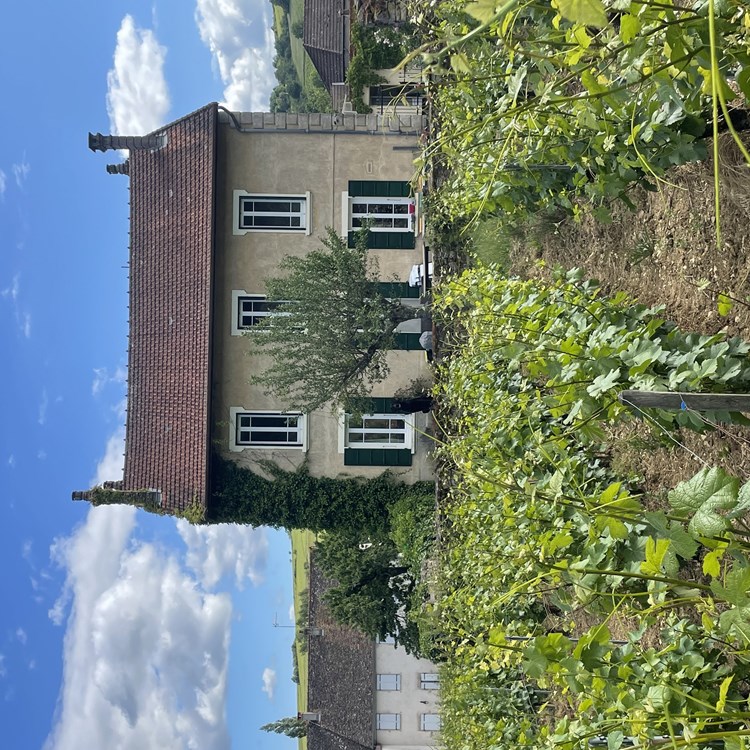 moestue-domaine.jpeg