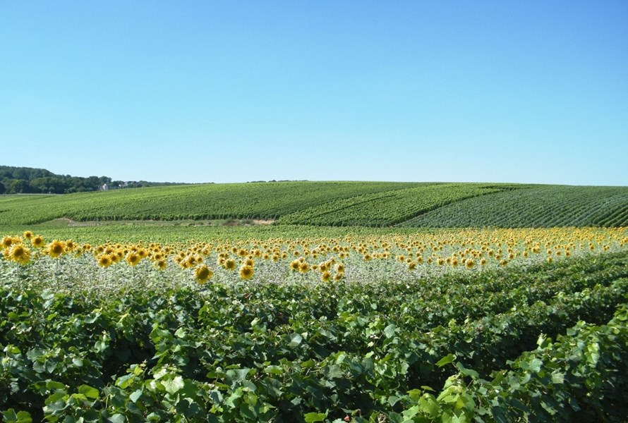 <p>Vinmarkene er sertifisert biodynamisk, som inneb&aelig;rer bruk av en rekke naturlige preparater. I tillegg benyttes det hest til pl&oslash;ying av jorden og sauer til &aring; kontrollere veksten av <em>cover crops</em>, og S&eacute;bastien har ogs&aring; plantet rundt 1500 tr&aelig;r for &aring; bryte opp monokulturen mellom parsellene. M&aring;let er &aring; oppn&aring; et &oslash;kosystem i balanse og &aring; kunne h&oslash;ste druer med h&oslash;y fysiologisk modning.</p>
<p>Mouzon-Leroux er en av f&aring; produsenter som lager terroirspesifikke viner fra Verzy. Mens de mer kjente nabolandsbyene Ambonnay og Bouzy er sydvendte, vender vinmarkene i Verzy mot nord&oslash;st, noe som gir viner med mer finesse og energi. Verzy kan deles i tre deler. I &oslash;st er jordsmonnet kalkholdig og toppjorden tynn, som er best egnet for chardonnay, mens den vestlige delen har mer leire, som er bedre tilpasset pinot noir. I midten ligger noen av de sv&aelig;rt f&aring; vinmarkene i Champagne som er rike p&aring; flint. Mouzon-Lerouxs&rsquo; 50 parseller i Verzy best&aring;r av nesten 60 prosent pinot noir, nesten 40 prosent chardonnay, i tillegg til sm&aring; mengder arbanne, petit meslier, pinot blanc og pinot gris.</p>