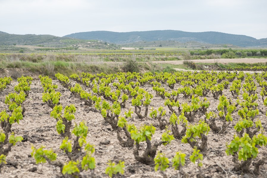 <p>I sonen Ribera Baja ved landsbyen Fitero er klimaet mer kontinentalt enn i Corella fra samme sone. Det betyr kaldere vintre, varmere somre, kj&oslash;ligere netter og varmere dager. I Corella p&aring;virker Middelhavet i litt st&oslash;rre grad og gir litt jevnere temperaturer. Geologisk er Fitero p&aring; grensen mellom de kalksteinbaserte Cameros-fjellene og Ebros gamle elvel&oslash;p med grus og leire. Jordsmonnet best&aring;r derfor av en god miks av leire, forvitret kalkstein og grus.</p>
<p>Vinstokkene er s&aring;kalte <em>bush vines (gobelet)</em>, alts&aring; vinstokker som ikke er bundet opp, men som st&aring;r som selvstendige korte, tykkstammede tr&aelig;r som strekker de krokede, gamle greinene i v&aelig;ret. Steinene i vinmarkene bidrar til &aring; bevare varmen fra dagen inn i de kj&oslash;lige sommer- og h&oslash;stnettene, og hjelper modningen av druene. Steinene holder ogs&aring; p&aring; fuktigheten i jorda. I vinmarkene vokser en rekke naturlige, lokale planter og urter som bidrar til artsmangfold, beskyttelse mot sykdommer og et rikt insekts- og dyreliv.</p>
<p>Behandlingen av vinmarkene er sv&aelig;rt sk&aring;nsom og gj&oslash;res med respekt for de naturlige omgivelsene. I vinmarkene gjelder kun manuelt arbeid. Gj&oslash;dsling foreg&aring;r kun med stedegen kompost.</p>
<p>Ved landsbyen Corella der klimaet er litt mer preget av Middelhavet, blir vinene litt rundere i kanten, men med stor dybde og nyanserikdom. Terrenget er flatere enn i Fitero og vinstokkene bindes opp etter vaiere. Kalkholdig leire dominerer jordsmonnet her.</p>