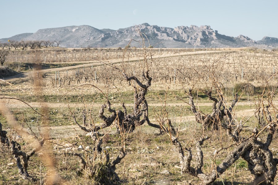 <p>I sonen Ribera Baja ved landsbyen Fitero er klimaet mer kontinentalt enn i Corella fra samme sone. Det betyr kaldere vintre, varmere somre, kj&oslash;ligere netter og varmere dager. I Corella p&aring;virker Middelhavet i litt st&oslash;rre grad og gir litt jevnere temperaturer. Geologisk er Fitero p&aring; grensen mellom de kalksteinbaserte Cameros-fjellene og Ebros gamle elvel&oslash;p med grus og leire. Jordsmonnet best&aring;r derfor av en god miks av leire, forvitret kalkstein og grus.</p>
<p>Vinstokkene er s&aring;kalte <em>bush vines (gobelet)</em>, alts&aring; vinstokker som ikke er bundet opp, men som st&aring;r som selvstendige korte, tykkstammede tr&aelig;r som strekker de krokede, gamle greinene i v&aelig;ret. Steinene i vinmarkene bidrar til &aring; bevare varmen fra dagen inn i de kj&oslash;lige sommer- og h&oslash;stnettene, og hjelper modningen av druene. Steinene holder ogs&aring; p&aring; fuktigheten i jorda. I vinmarkene vokser en rekke naturlige, lokale planter og urter som bidrar til artsmangfold, beskyttelse mot sykdommer og et rikt insekts- og dyreliv.</p>
<p>Behandlingen av vinmarkene er sv&aelig;rt sk&aring;nsom og gj&oslash;res med respekt for de naturlige omgivelsene. I vinmarkene gjelder kun manuelt arbeid. Gj&oslash;dsling foreg&aring;r kun med stedegen kompost.</p>
<p>Ved landsbyen Corella der klimaet er litt mer preget av Middelhavet, blir vinene litt rundere i kanten, men med stor dybde og nyanserikdom. Terrenget er flatere enn i Fitero og vinstokkene bindes opp etter vaiere. Kalkholdig leire dominerer jordsmonnet her.</p>