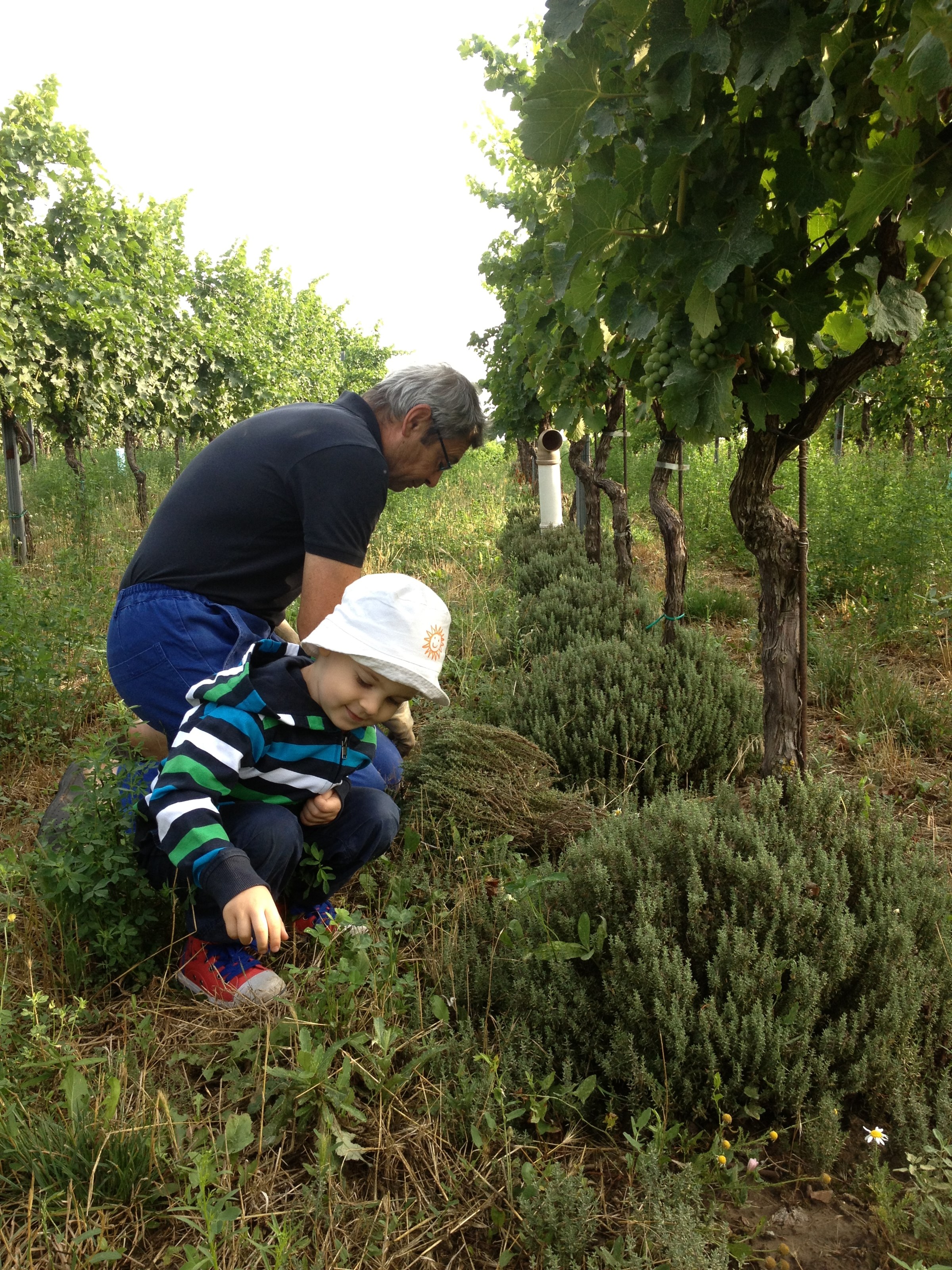 <p>Alle vinene er biodynamisk sertifiserte, men tilh&oslash;rer ingen appellasjon. Fra 2021 er vinene hans delt inn i disse fire niv&aring;ene, og innenfor hvert niv&aring; finnes viner av ulike druetyper og fargeval&oslash;rer:&nbsp;</p>
<ul>
<li>JZ.Velue (village-viner)</li>
<li>Parcellaire (fra selekterte, kj&oslash;lige parseller)</li>
<li>Revolution (to eller flere &aring;rganger blandes, soleraer, mange ulike vinfikasjonsteknikker)</li>
<li>Numen (de eldste vinstokkene, beste parsellene, gjerne litt skallkontakt, ingen SO2)</li>
</ul>
<p>Den 350 &aring;r gamle familieg&aring;rden ligger i Velm-G&ouml;tzendorf i regionen Weinviertel der far Hans allerede i 1984 begynte &aring; jobbe etter &oslash;kologiske prinsipper, lenge f&oslash;r de aller fleste andre gjorde det i &Oslash;sterrike. Da Johannes tok over i 2012, videref&oslash;rte han farens prinsipper og startet ogs&aring; biodynamisk dyrking. Vinene er i dag Demeter-sertifiserte.&nbsp;&Oslash;kologisk og biodynamisk drift handler om &aring; v&aelig;re i balanse med naturen og er for Johannes en m&aring;te &aring; leve p&aring; som gir verdi og mening. Et sunt jordsmonn er n&oslash;kkelen til unike og spennende viner - s&aelig;rlig n&aring;r man behandeler druematerialet s&aring; sk&aring;nsomt og med s&aring; mye kunnskap som Johannses gj&oslash;r.</p>
<p>Vinstokkene er robuste og vitale og med minimal intervensjon i kjelleren gir de nyanserte og terroirpregede viner.</p>
<p>&nbsp;</p>
<p>&nbsp;</p>
<p>&nbsp;</p>