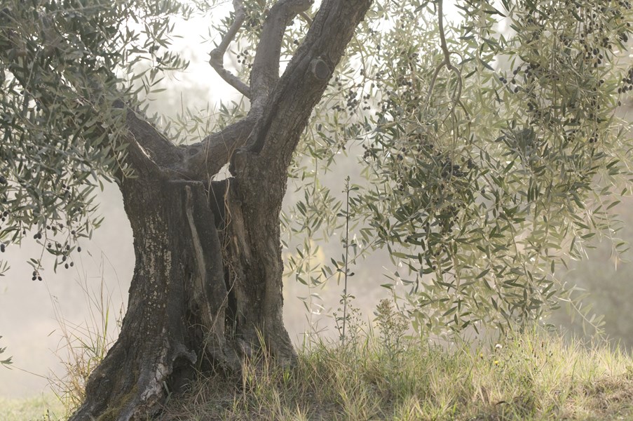 Carlo Antonini var utdannet lærer, men hadde stor interesse for landbruk og kjøpte Poggiotondo i 1968, som han gjorde om til en moderne vingård. Alberto Antonini arvet sin fars interesse for landbruk generelt og ønologi spesielt, og i 2001 tok han over Poggiotondo, som han siden den gang har videreutviklet til nye høyder. Alberto er utdannet ønolog fra Universitetet i Firenze, og før han tok over Poggiotondo jobbet han for Frescobaldi, Col d'Orcia og Antinori. I tillegg til å drive Poggiotondo, hvor han bor sammen med familien sin, jobber Alberto som konsulent over hele verden.