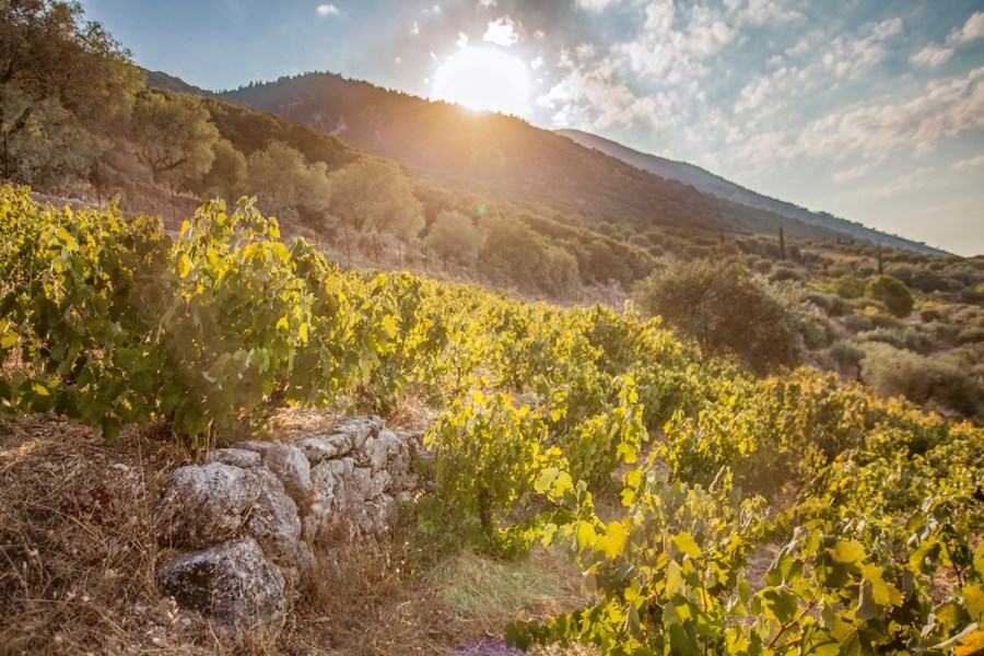Orealios Gaea ligger i hjertet av Robola-sonen på øya Kefalonia, hvor fjell møter hav i et sjeldent samspill mellom natur, mikroklima og jord. Vinmarkene strekker seg fra 300 til 800 meters høyde på de kalkrike, grusete og steinete skråningene av Mt. Ainos, med et klima preget av kjølige netter og varme, tørre sommerdager.