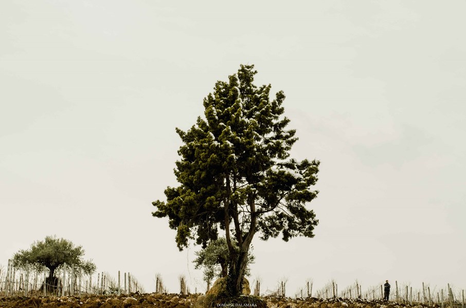 Kostis Dalamara er sjette generasjons vinmaker i Naoussa, den historiske regionen i Makedonia assosiert med aromatisk, alders verdig Xinomavro. Etter å ha tilbrakt tid hos Domaines Trapet, Giboulot og Clos du Rouge Gorge – produsenter kjent for sin vitikultur- og produksjonsmetoder – introduserte Kostis økoligisk dyrking, spontangjæring og reduserte svoveldioksidnivåer da han overtok familiens eiendom i 2010.