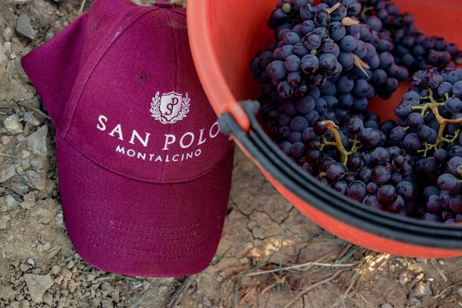 Kjelleren er et godt eksempel på bærekraftig arkitektur, og ble designet for å minimere energiforbruk og miljøpåvirkning. Her behandles druene med stor omsorg for å fremheve de finessepregede aromaene til sangiovese-druen.