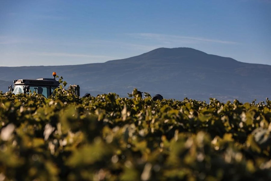 San Polo har som mål å lage terroirpregede viner som skal kunne spores tilbake til vinmarken druene ble dyrket i. Vitikulturen gjøres med respekt for både jordsmonn, mikroklima og det biologiske mangfoldet i i vinmarken, og skal sørge for at alle deler av økosystemet er i perfekt harmoni. Dette uttrykkes på en eksemplarisk måte via San Polos to enkeltvinmarker Podernovi og Vignavecchia – som ligger like i nærheten av hverandre, men som er svært forskjellige når det gjelder soleksponering, helningsgrad og jordsmonn.