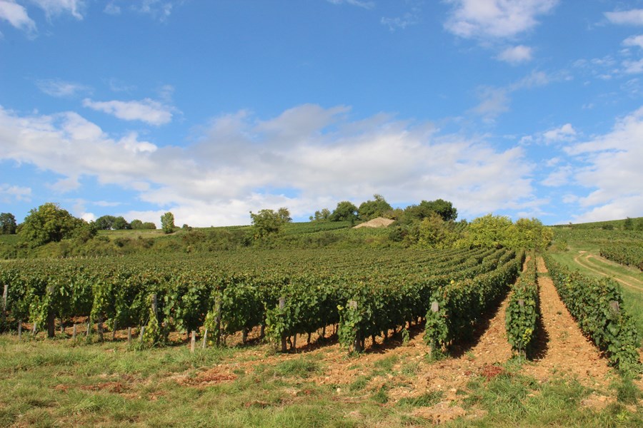 Chasselay er et av de eldste vinhusene i Beaujolais, og familien har dyrket druer her helt siden 1464! 