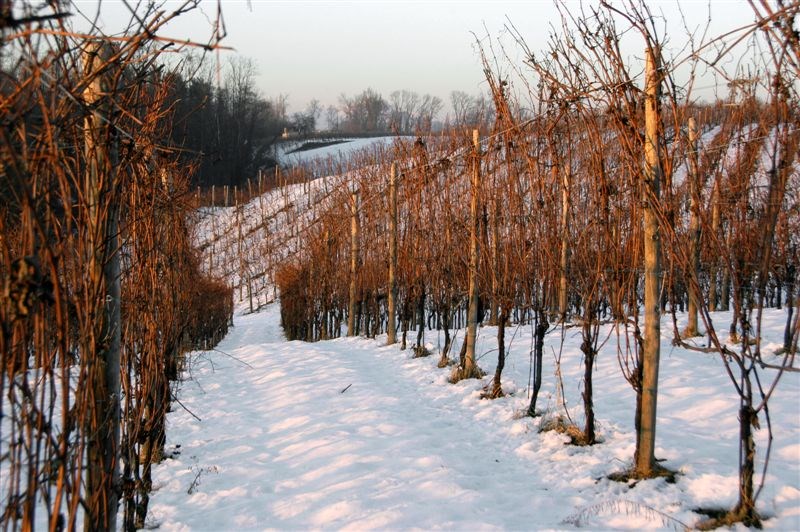 <p>Av de tre distriktene er Ghemme det minste, og har i realiteten bare med &eacute;n stor og betydningsfull produsent, nemlig Antichi Vigneti di Cantalupo. Det er i dag mindre enn 50 aktive produsenter i regionen, og antallet er &oslash;kende. Antichi Vigneti di Cantalupo disponerer i dag over ca 100 ha vinmark og vokser stadig i areal. Druematerialet til firmaets viner kommer fra terrasseanlagte &aring;ssidevinmarker p&aring; 250-300 meters h&oslash;yde med en karrig og lite fruktbar miks av grus, sand og leire, som ble dannet etter prehistoriske elvel&oslash;p i kombinasjon med moreneansamlinger etter at Monte Rosa-isbreen trakk seg tilbake mot slutten av siste istid. Generelt sett er jordsmonnet i Ghemme mer karrig enn hva tilfellet ellers er i Langhe. Historisk sett er Ghemme et gammelt omr&aring;de for produksjon av vin, arkeologiske utgravinger viser at det har v&aelig;rt dyrket druer og produsert vin i regionen i mer enn to tusen &aring;r. Arlunno-familien, dagens eiere av Antichi Vigneti di Cantalupo, ervervet vinmarker i Ghemme og omegnen rundt 1800. Familien har imidlertid hatt sin virksomhet i regionen siden 1500-tallet. F&oslash;rst i 1977 fikk eiendommen dagens navn.</p>