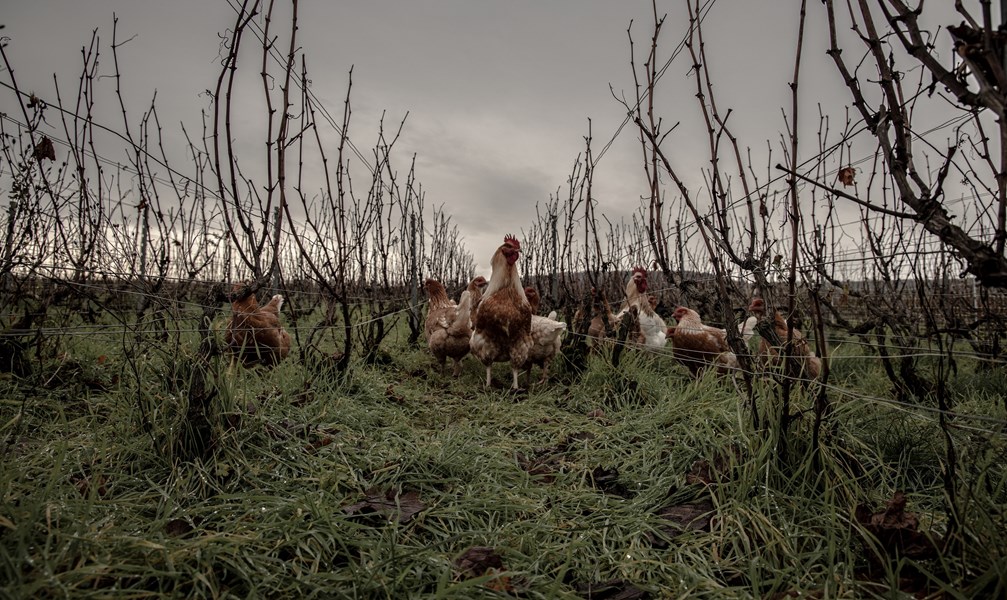 <p>Familien har v&aelig;rt involvert i druedyrking siden 1776, har produsert vin siden 1920, og har siden 2008 v&aelig;rt drevet av niende generasjons vinmaker S&eacute;bastien Mouzon, som sammen med sine foreldre, Philippe og Pascale, kultiverer 10 hektar med vinmarker. 8 hektar ligger i grand cru-landsbyen Verzy, mens de &oslash;vrige parsellene ligger i grand cru-en Verzenay og premier cru-ene Ludes og Villers-Marmery, ogs&aring; disse i Montagne de Reims.</p>