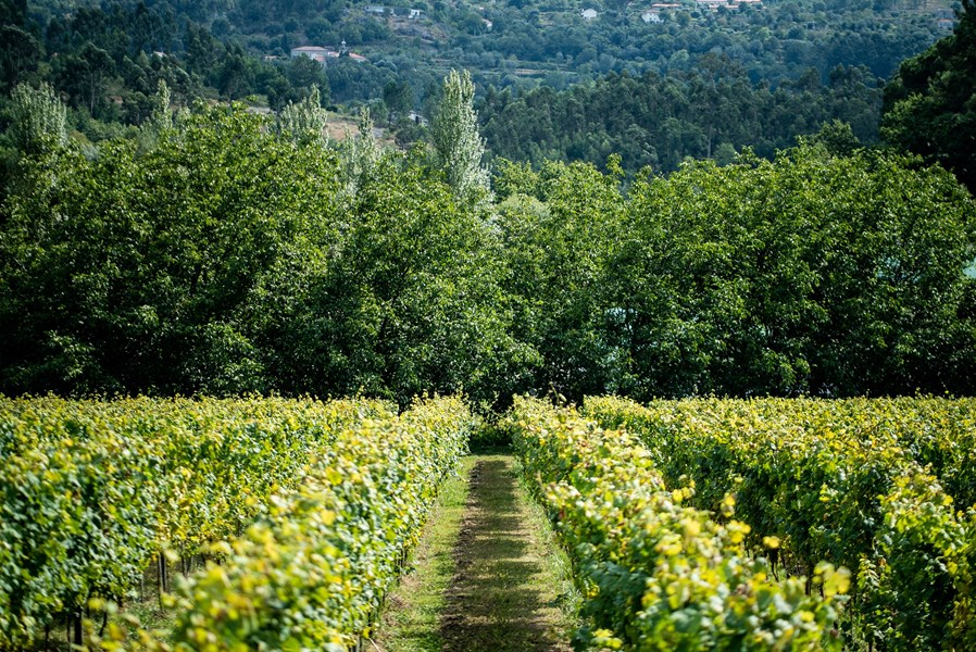 <p>Druene plukkes i sm&aring; bokser og presses i hele klaser i pneumatisk presse. Enkelte viner fermenterer og lagres i temperaturkontrollerte st&aring;ltanker, og enkelte i franske fat av varierende st&oslash;rrelse, ca 30% nye.</p>