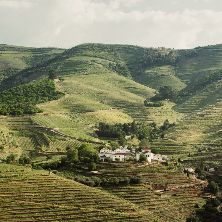 Quinta do Bom Retiro 2019 3 - Credit Raio Verde.jpg