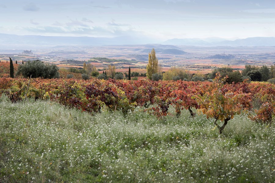 <p>Remelluris vinmarker ligger langs &aring;ssidene av Sierra de Tolo&ntilde;o-fjellene i dalene Valderemelluri, La Granja og Villaescusa, rett ovenfor landsbyen Labastida i Rioja Alavesa.</p>
<p>Vinmarkene er av de h&oslash;yest beliggende i Rioja p&aring; opp til 950 moh, s&oslash;rvendte og beskyttet mot den r&aring;dende nordavinden og frosten. Eiendommen best&aring;r av mer enn 80 individuelle parseller som alle vinifiseres separat. Skrinn, steinete jord med lag av kalkholdig leire gir ideelt grunnlag for toppkvalitets vindruer.</p>
<p>De terrasserte vinmarkene f&oslash;lger konturene av fjellsiden og danner amfiteatre som gir le mot nord. Biscayabukta er halvannen times biltur unna og bringer atlantisk nedb&oslash;r og lave temperaturer som bidrar til en distinkt friskhet, nyanserikdom, personlighet og karakter til vinene.</p>
<p>Dette er fjellviner med et annet uttrykk enn den typiske Rioja-vinen. De store temperaturforskjellene mellom natt og dag bidrar ogs&aring; til god og lang modning av druene som nesten alltid de siste til &aring; bli h&oslash;stet i hele apellasjonen, gjerne ikke f&oslash;r i oktober eller november.</p>