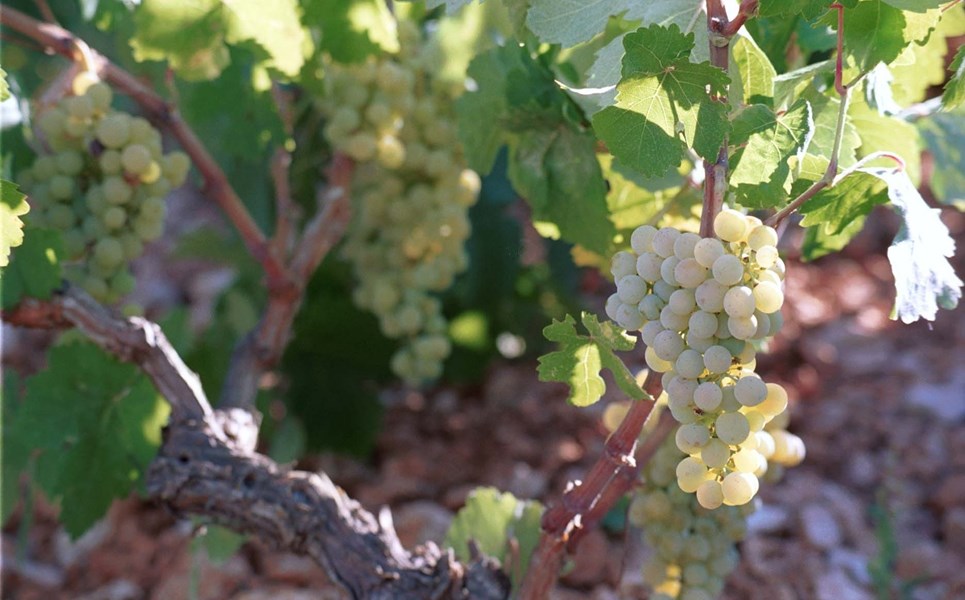 Gentilini Winery ble grunnlagt i 1984 av Spiros Kosmetatos, som plantet sin første vinmark med lokale og klassiske hvite druesorter etter å ha studert vinproduksjonsteknikker i Cape Town. Vingården er oppkalt etter hans bestemors etternavn, Gentilini, som stammer fra en gammel adelsfamilie på øya. Kosmetatos var en pioner innen gresk vinproduksjon og banet vei for andre boutique-vinerier som fulgte. I 2002 overtok andre generasjon, og vingården fortsetter å produsere topp kvalitet viner med fokus på lokale Kefaloniske druer.