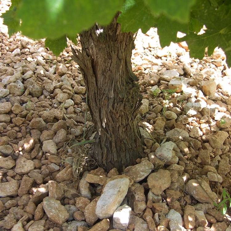 Robola_Vino_di_Sasso.jpg