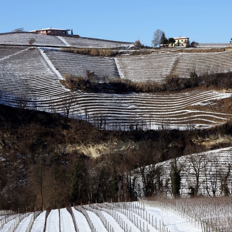 Rocche di Castiglione vineyard 5 br.JPG