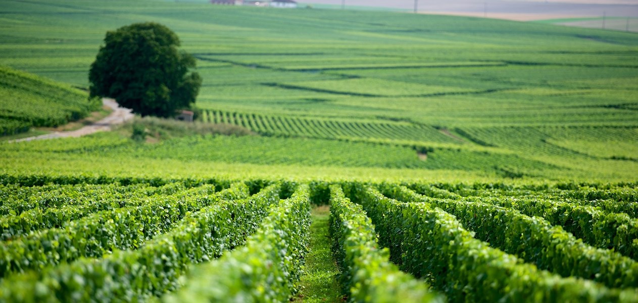 <p>Ambonnay er f&oslash;rst og fremst en seri&oslash;s adresse for gode r&oslash;de druer, som er regnet for &aring; v&aelig;re blant de aller beste og mest ekspressive av grand cru'ene i Montagne de Reims. Landsbyen omfatter 383 hektar med vinmark, og er med det den nest st&oslash;rste grand cru'en i Montagne de Reims etter Verzenay. De beste vinmarkene rundt byen har en syd&oslash;stlig til ren &oslash;stlig eksponering, i motsetning til nabolandsbyen Bouzy, der vinmarkene er rett sydvendte. Vinmarkene i Ambonnay ligger nordvest for byen, og det beste druematerialet kommer fra vinmarker med en h&oslash;yde p&aring; 120-200 meter over havet. Disse vinmarkene ligger p&aring; en tykk kalksteinbase med et forholdsvis tynt lag toppjord best&aring;ende av nedbrutt kalkstein og leire. Dette gir en kraftig, dypt s&oslash;dmefull og fruktig vinstil med innslag av modne r&oslash;de epler, bringeb&aelig;r, aprikos, jordb&aelig;r og kalkmineraler, det hele pakket inn i en kremet, nesten fet tekstur og balansert mot elegant syrlighet og nerve.</p>