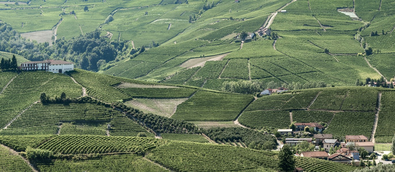 <p>Druematerialet til Cannubi Boschis og La Vigne h&aring;ndplukkes og avstilkes 100 %. Alkoholgj&aelig;ringen skjer i st&aring;ltank p&aring; 28-33 grader med maserasjonstid p&aring; beskjedne 10-12 dager, deretter overf&oslash;res vinen til eikefat. Sandrone bruker stadig franske eikefat for sin to baroloer, men fatene er p&aring; 550 liter og bare 10 % av dem er nye hvert &aring;r. Han mener de forholdsvis store fatene medvirker til optimal balanse mellom god og fersk fruktighet og moderat eikepreg. Vinen modnes i eik i 24 mnd, deretter f&oslash;lger 12 mnd lagring p&aring; flaske f&oslash;r salg.</p>
<p>Valmaggiore Nebbiolo d'Alba er basert p&aring; nebbiolodruer fra produsentens vinmarker i Roero innenfor kommunegrensene av Vezza d'Alba p&aring; den h&oslash;yre siden av Tanaroelven. Druematerialet kommer fra leire- og kalkholdige &aring;ssidevinmarker. Druene h&aring;ndplukkes og avstilkes 100 %, fermentering og maserasjon skjer i temperaturregulerte st&aring;ltanker p&aring; ca 30 grader. Deretter overf&oslash;res vinen til franske eikefat p&aring; 660 liter og et opphold p&aring; ca 10 mnd. Vinen gis 12 mnd modningstid p&aring; flaske f&oslash;r salg.</p>
<p>Barbera d'Alba kommer fra vinmarker i Novello (Ravera og Merli) i tillegg til Monforte (Conterni og Castellotto). Druematerialet fra de forskjellige vinmarkene vinifiseres for seg. Vinen blandes og overf&oslash;res til franske eikefat p&aring; 600 liter for modning 14 mnd. Deretter gis den 8 mnd p&aring; flaske. Mens mange produsenters barberaer kan drikkes noks&aring; umiddelbart etter at den er sluppet for salg, trenger Sandrones barbera noen &aring;r p&aring; flaske for &aring; rundes av. Den er en av f&aring; barberaer i markedet som godt kan f&aring; 5-8 &aring;r p&aring; langs f&oslash;r den drikkes.</p>
<p>Dolcetto d'Alba kommer fra vinmarker i Barolo (Rivassi og Crosia), Monforte (Castellotto) og Novello (Ravera).</p>