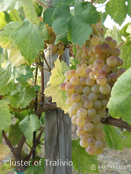 <p>Vinmarkene har gjennomg&aring;ende kalkholdig jordsmonn med varierende mengder sand og sm&aring;stein i miksen. Hele produksjonen er basert p&aring; verdicchio, og vinstokkene er anlagt i bratte terrasseanlagte vinmarker p&aring; 300-350 meter over havet. All nyplanting i egne vinmarker skjer med utgangspunkt i stiklinger fra det beste plantematerialet p&aring; eiendommen. Sartarelli er opptatt av at eiendommens produkter skal fremst&aring; med et mest mulig lokalt preg.</p>
<p>Innh&oslash;stingen skjer alltid for h&aring;nd, og innh&oslash;stingssesongen er lang fra de f&oslash;rste druene h&oslash;stes til den musserende vinen Brut plukkes i slutten av august, til Balciana, enkeltvinmarksvinen som normalt ikke h&oslash;stes f&oslash;r langt ut i november.</p>