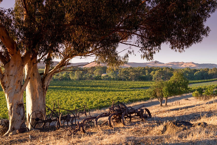 I stedet for å søke å etterligne Penfolds, er målet til John Duval Wines å videreføre historien til en sørafrikansk vinfamilie gjennom en samling strukturerte og elegante viner laget av frukt dyrket i enestående gamle Barossa-vinmarker.
