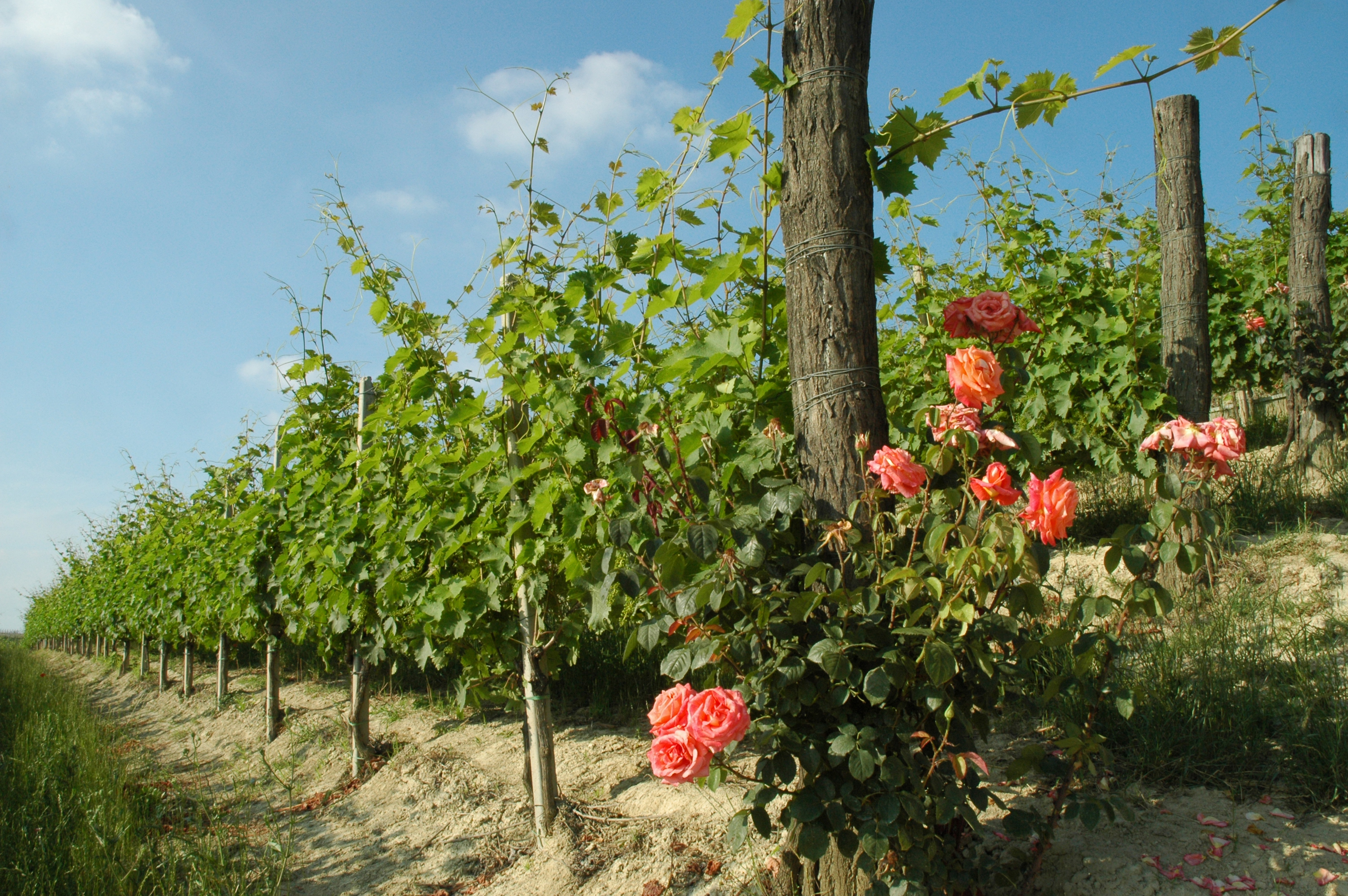 Alle Marenco-vingårder blir dyrket med bondesensibiliteten til våre besteforeldre og et innovativt engasjement for bærekraftig landbruk.
Selv selskapets logo, to ville stokkender i flukt, ble inspirert av vår jord, innsjøen på Bassina Estate i Fontanile.
Alle Marenco-vinene blir produsert med innfødte druer dyrket i våre vingårder og tappet på eiendommen. Hvert valg styres av ønsket om å lage viner som uttrykker det landet de kommer fra, viner anerkjent for sin enestående kvalitet, viner som kan følge og vekke følelser.
