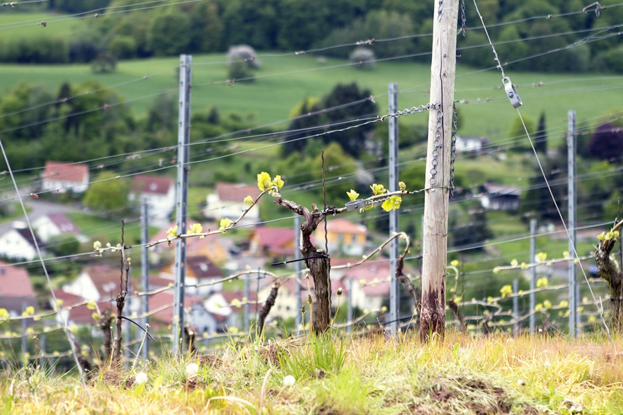 <p>Det interessante med landsbyen Bockenau er i f&oslash;rste rekke vinmarken Felseneck, historien her er en gjentakelse av tilsvarende historier fra andre deler av Nahe. Historisk sett er det bare vinmarken Hermannsh&ouml;hle som kan skilte med en lang og betydningsfull historie i Nahe. For landsbyer som Norheim og Monzingen er det &eacute;n enkelt produsent som har satt vinmarkene p&aring; kartet. I Norheim er det D&ouml;nnhoff, i Monzingen heter produsenten Emrich-Sch&ouml;nleber og i Bockenau er det alts&aring; Sch&auml;fer-Fr&ouml;hlich. Det er denne familiens fortjeneste at Felsenechvinmarken i dag er klassifisert som grosses gew&auml;chs. Vinmarken har en ren sydlig eksponering og ligger i tillegg godt skjermet mot kalde vinder. Felseneck ligger mellom 220-300 over havet og har et fall p&aring; mellom 35-60 %. Jordsmonnet er en miks av devonskifer, bl&aring;skifer, gr&aring; og hvit kvartsitt og andre mineralforekomster.<br /><br />Familien har ogs&aring; vinmarker i landsbyen Schlossb&ouml;ckelheim. 1,5 ha i Schlossb&ouml;ckelheim Felsenberg ble innkj&oslash;pt for kort tid tilbake, likeledes 0,5 ha i den absolutt beste delen av Schlossb&ouml;ckelheim Kupfergrube. Vinmarkene, som grenser mot hverandre, ligger 125-150 meter over havet og er begge sv&aelig;rt bratte, soleksponeringen er perfekt med en ren sydlig lokalisering. De bratteste hengene er hele 45-55 %. Grunnfjellet er vulkansk av opprinnelse med en h&oslash;y andel av stein og grus i de &oslash;vre lagene, som har en brungr&aring; farge og derfor lett varmes opp / holder p&aring; varmen etter at solen har g&aring;tt ned og landskapet nedkj&oslash;les. Den forholdsvis m&oslash;rke fargen p&aring; jordsmonnet f&oslash;rer ogs&aring; til at vinmarkene ikke reflekterer lyset, noe som ogs&aring; medvirker til at sn&oslash;en forsvinner tidligere p&aring; v&aring;ren og de plantefysiologiske prosessene kommer tidlig i gang.<br /><br />Sch&auml;fer-Fr&ouml;hlich har ogs&aring; vinmarker i landsbyen Monzingen, her disponeres vinmarker i grosses gew&auml;chsene Halenberg og Fr&uuml;hlingspl&auml;tzchen. Halenberg er en vinmark med ekstreme egenskaper. Den er en mindre og mer homogen vinmark enn Fr&uuml;hlingspl&auml;tzchen. Halenberg er bratt, varm og ligger godt beskyttet mot kj&oslash;lige vinder. Jordsmonnet er sv&aelig;rt utvasket, det er omtrent bare stein og grus igjen, ingen l&oslash;ss og humus. Jordsmonnet domineres av kvarts og bl&aring; devonskifer. P&aring; grunn av varmen og generelt sv&aelig;rt lav vannmagasinerende evne, er t&oslash;rke et vanlig fenomen i Halenberg. Vinmarken produserer sm&aring; og konsentrerte druer, som kan henge lenge f&oslash;r de eventuelt blir p&aring;virket av edelr&aring;te. Resultatet er klokkerene, syrlige og mineralske viner, som trenger lang tid p&aring; &aring; &aring;pne seg og modne. Sent innh&oslash;stede druer gir viner med en klarhet og presisjon i frukten som f&aring; andre vinmarker i Tyskland kan matche.<br /><br />Fr&uuml;lingspl&auml;tzchen er en vesentlig st&oslash;rre vinmark enn Halenberg med ganske betydelig topografisk og geologisk variasjon. De beste og bratteste delene befinner seg n&aelig;rmest landsbyen Monzingen, og ogs&aring; n&aelig;re elven Nahe. Jordsmonnet her er sediment&aelig;rt med grus og skifer, finkornet skifersand iblandet jern og mineralholdig l&oslash;ss. Fr&uuml;hlingspl&auml;tzchen er et jordsmonn med god dybde og derfor vannmagasinerende evne, vinmarken har derfor f&aring; problemer med t&oslash;rke om sommeren.</p>