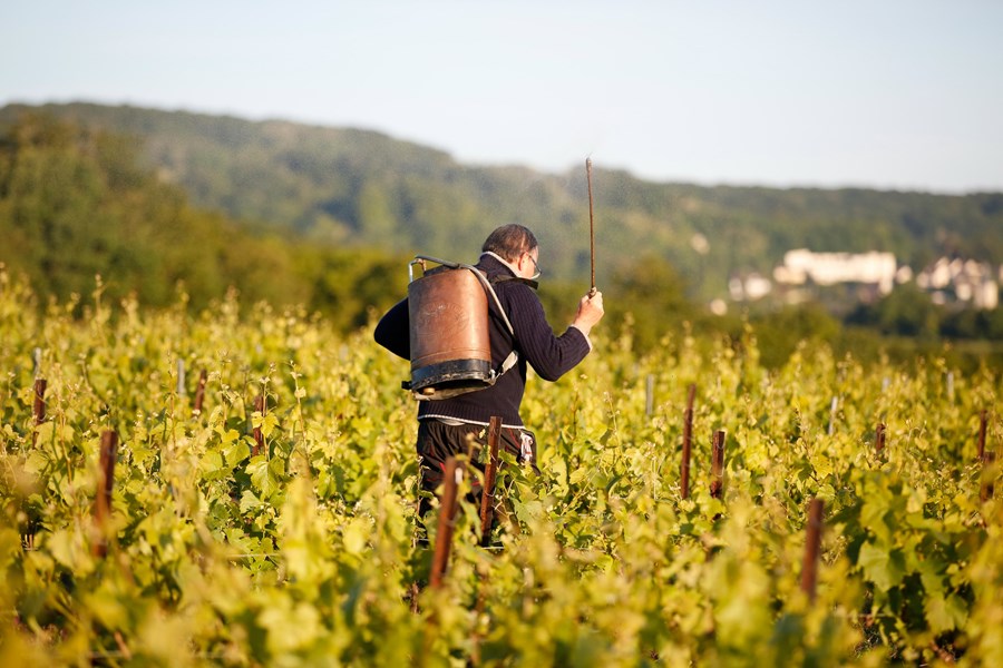 <p>Vinmarkene er sertifisert biodynamisk, som inneb&aelig;rer bruk av en rekke naturlige preparater. I tillegg benyttes det hest til pl&oslash;ying av jorden og sauer til &aring; kontrollere veksten av <em>cover crops</em>, og S&eacute;bastien har ogs&aring; plantet rundt 1500 tr&aelig;r for &aring; bryte opp monokulturen mellom parsellene. M&aring;let er &aring; oppn&aring; et &oslash;kosystem i balanse og &aring; kunne h&oslash;ste druer med h&oslash;y fysiologisk modning.</p>
<p>Mouzon-Leroux er en av f&aring; produsenter som lager terroirspesifikke viner fra Verzy. Mens de mer kjente nabolandsbyene Ambonnay og Bouzy er sydvendte, vender vinmarkene i Verzy mot nord&oslash;st, noe som gir viner med mer finesse og energi. Verzy kan deles i tre deler. I &oslash;st er jordsmonnet kalkholdig og toppjorden tynn, som er best egnet for chardonnay, mens den vestlige delen har mer leire, som er bedre tilpasset pinot noir. I midten ligger noen av de sv&aelig;rt f&aring; vinmarkene i Champagne som er rike p&aring; flint. Mouzon-Lerouxs&rsquo; 50 parseller i Verzy best&aring;r av nesten 60 prosent pinot noir, nesten 40 prosent chardonnay, i tillegg til sm&aring; mengder arbanne, petit meslier, pinot blanc og pinot gris.</p>