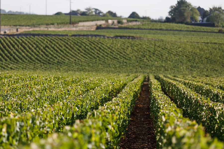 <p>Vinmarkene befinner seg hovedsakelig i Chassagne-Montrachet og Saint-Aubin, samt mindre andeler i Meursault og Puligny-Montrachet, og ikke minst grand cru-ene Corton-Charlemagne og B&acirc;tard-Montrachet.</p>