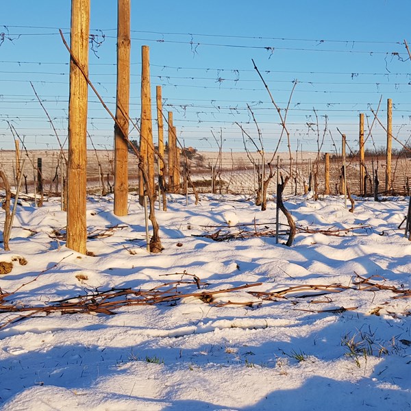 <p>Hos Azienda Agricola Cigliuti arbeides det i dag etter &oslash;kologiske prinsipper i vinmarkene. Det inneb&aelig;rer blant annet nulltoleranse i forhold til kjemiske tilsettingsstoffer / plantevernmidler. Kun organisk gj&oslash;dsel anvendes. P&aring; denne m&aring;ten holdes vinmarkene i god mikrobiologisk balanse, noe som ogs&aring; bidrar til &aring; holde avlingene nede i tillegg til &aring; motvirke sykdommer.</p>
<p>Azienda Agricola Cigliuti produserer kun r&oslash;de viner, basert p&aring; druene dolcetto, barbera, nebbiolo og (en mindre andel) cabernet sauvignon, druemiks forekommer ogs&aring;. Briccoserra, en Langhe DOC rosso p&aring; like deler nebbiolo og barbera, anses i alminnelighet for &aring; v&aelig;re blant de beste barbera og nebbiolo-kombinasjonene som produseres i Piemonte. Ellers er eiendommen mest kjent for Barbaresco Serraboella og Barbera d'Alba Serraboella. Sistnevnte har i en &aring;rrekke v&aelig;rt ansett som et s&aelig;rlig vellykket eksemplar i den moderne fatlagrede barberastilen. Azienda Agricola Cigliuti regnes blant dem som har v&aelig;rt med &aring; utvikle denne mektige, ekspressive og fremfor alt anvendelige vintypen.</p>