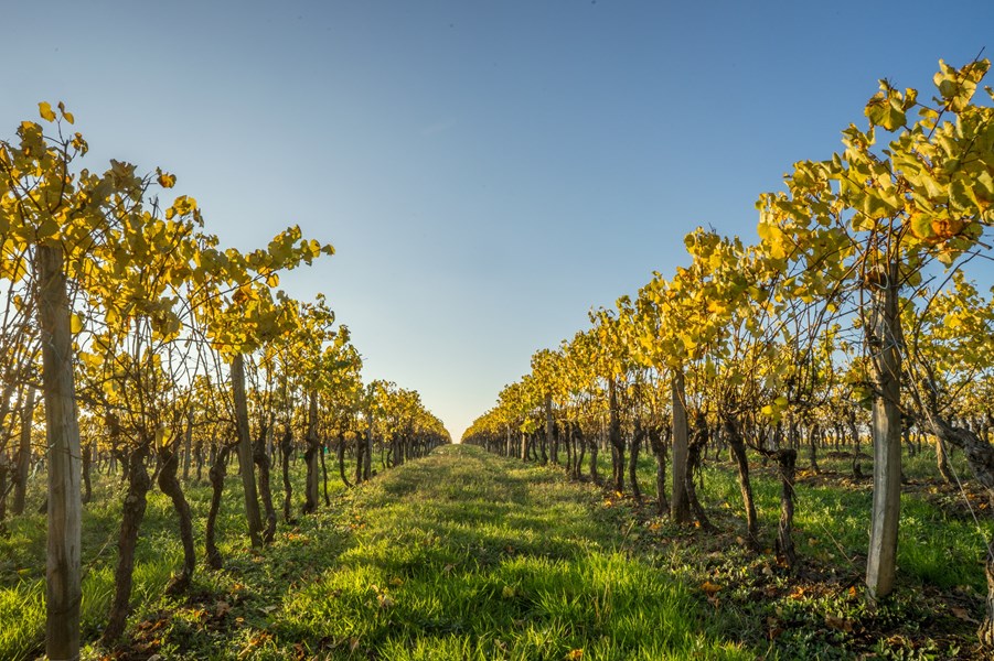 <p>Gascogne ligger s&oslash;rvest i Frankrike, omkranset av Atlanterhavet, Garonne-elven og Pyreneene. Jordsmonnet har blitt formet over millioner av &aring;r fra havforekomster, fjellerosjon og sediment fra elver. Den viktigste jordtypen er &laquo;Sables Fauves&raquo;, som dominerer i vest og som er et sandholdig jordsmonn med innslag av silt og leire, ideelt for &aring; produsere delikat eau-de-vie. Sentralt i regionen er det &laquo;Boulb&egrave;nes&raquo; som tar over, som med sitt h&oslash;yere innhold av leire og silt er ideelt for produksjon av hvitviner med moderat alkoholinnhold. I &oslash;st spiller kalkstein og leire en viktigere rolle, og vinene herfra er typisk mer kraftfulle i sin stil.</p>
<p>N&aelig;rheten til Atlanterhavet modererer klimaet og s&oslash;rger for at vintrene ikke blir for kalde, samt at vinmarkene blir nedkj&oslash;lt om sommeren, spesielt om natten, noe som gir en pause i modningen og bevarer friskhet i druene. I tillegg skjermer Pyreneene for varm luft fra s&oslash;r, og dermed er ikke Gascogne et spesielt varmt sted for vinproduksjon, tross sin sydlige beliggenhet. Vinene n&aring;r sjeldent mer enn 11-12 prosent alkohol og i flere tilfeller mindre enn dette.</p>
<p>Hele produksjonen til Domaine Tariquet, b&aring;de vin og Armagnac, kommer fra egeneide vinmarker. Totalt er det snakk om 1,125 hektar, hvorav nesten 120 hektar er dedikert til Armagnac. Det kj&oslash;pes verken druer, most eller vin fra andre dyrkere, noe som er relativt ekstraordin&aelig;rt for en produsent av denne st&oslash;rrelsen. Unikt for en eiendom p&aring; dette niv&aring;et er ogs&aring; dedikasjonen til vitikultur og b&aelig;rekraft. Vinmarkene drives regenerativt, som handler om &aring; legge til rette for et sunt &oslash;kosystem, hvor jordhelse, biodiversitet og begrensning av karbonutslipp er viktige elementer. Mellom annenhver rad plantes det dekkvekster, som tilf&oslash;rer biodiversitet, forhindrer erosjon, beskytter jorden mot sommervarme, og som ved kultivering fungerer som naturlig kompost. For &aring; begrense kompaktering av jorden har Domaine Tariquet ogs&aring; utviklet sin egen plog. Det benyttes en rekke &oslash;kologiske preparater b&aring;de for &aring; forebygge og behandle mot sykdommer, og for &aring; forhindre un&oslash;dvendig spredning av spr&oslash;ytemidler benyttes moderne panel som fokuserer sprayen p&aring; planten og beskytter omr&aring;dene rundt.</p>
<p>Omkring vinmarkene er det ellers bevart 450 hektar med skog, eng, innsj&oslash;er og dammer som fungerer som naturlige habitat for et bredt biologisk mangfold og som bryter opp monokulturen mellom vinplantene.</p>
<p>Totalt 18 druesorter er plantet p&aring; eiendommen. Domaine Tariquet er opptatt av &aring; bevare lokale druesorter, som Ugni Blanc, Baco, Gros Manseng, Petit Manseng, Folle Blanche og Plant de Graisse, men har ogs&aring; introdusert en rekke nye varianter, deriblant Sauvignon Blanc, Chardonnay, Chenin Blanc, S&eacute;millon, Riesling og Marselan. Med et bredt spekter druesorter er ogs&aring; innh&oslash;stningsvinduet relativt langt. Startskuddet g&aring;r typisk i starten av september og h&oslash;sten p&aring;g&aring;r til slutten av oktober og noen ganger over i november. &Aring;tte innh&oslash;stningsmaskiner s&oslash;rger for at hver parsell h&oslash;stes p&aring; sitt optimale tidspunkt. De s&oslash;rger ogs&aring; for at klasene avstilkes og at blader og andre u&oslash;nskede elementer ikke f&aring;r sl&aring; f&oslash;lge med druene.</p>