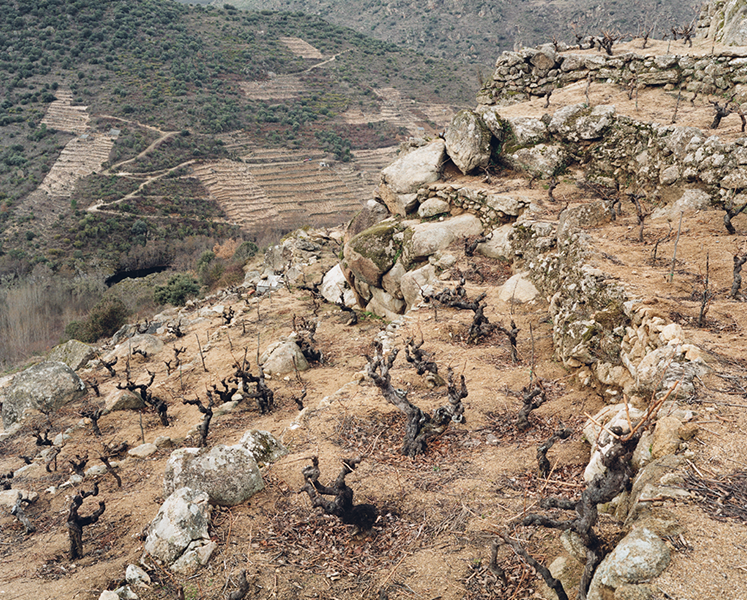 <p><strong>RIOJA ALAVESA &ndash; Bodegas Lanzaga<br /></strong>Ved de to historiske vinlandsbyene Lantziego og Labastida i de h&oslash;yest beliggende vinmarkene helt nord i Rioja Alavesa har Telmo 17 hektar med spredte sm&aring; vinmarkparseller i et marginalt klima for kvalitetsr&oslash;dvin. Noen av parsellene er p&aring; premier cru-niv&aring;, mens Las Beatas regnes som grand cru (ikke regulert av lovverket). La Estrada og El Velado kommer fra baskerbyen Lantziego.</p>
<p>En dr&oslash;y halvtime vest for Lantziego ligger Labastida. I et fantastisk landskap i en konkav skr&aring;ning i et mylder av forlatte og dyrkede terrasserte parsellene, har Telmo og hans team her tatt vare p&aring; og gjenkultivert de mest spektakul&aelig;re parsellene. Her ligger vinmarkene La Tabuerniga og Las Beatas. Vinene herfra regnes som noe av det beste fra Spania.</p>
<p><strong>VALDEORRAS &ndash; Ladeiras do Xil<br /></strong>As Caborcas, Falcoeira og O Diviso er tre historiske enkeltvinmarker som ligger langs Bibei-elven i Valdeorras, i terrasser bygd stein for stein av menn i romertiden. P&aring; den andre siden av bredden ligger Ribeira Sacra. Telmo og Pablo lette frem disse forlatte vinmarkene i 2002, som i dag best&aring;r delvis av gamle stokker og delvis av nyplantinger selektert fra de gamle vinstokkene (<em>selection massale</em>).</p>
<p>70-90 prosent er menc&iacute;a, resten best&aring;r av merenzao (trousseau), sous&oacute;n, garnacha tintorera (alicante bouschet), cai&ntilde;o, brancellao og godello i &laquo;field blends&raquo; plantet som &laquo;tradisjonelle bush vines&raquo;.</p>
<p>Vinifikasjonen er den samme for alle tre viner: Spontanfermentering i &aring;pne eikefat, noe i st&aring;ltank, deretter modning i store, brukte foudres i cirka ett &aring;r. Det gj&oslash;res kun sk&aring;nsom ekstraksjon, gjerne med en stor andel helklasefermentering. F&aring; viner er mer elegante, uanstrengte og dype enn de fra Telmos vinmarker i Valdeorras.</p>
<p><strong>CEBREROS / SIERRA DE GREDOS &ndash; Pegaso Vi&ntilde;as Viejas<br /></strong>&laquo;Vi oppdaget vinmarken Arrebatacapas for en tid siden, da vi fulgte de historiske kjerreveiene i omr&aring;det. Vi ble sl&aring;tt av den fantastiske utsikten og de gamle vinstokkene med Garnacha som prydet landskapet. Denne helt ekstraordin&aelig;re vinmarken vokste vilt, uten tilsyn av verken vinmaker, &oslash;nolog eller ingeni&oslash;r. Den var foreldrel&oslash;s og vi adopterte den.&raquo;</p>
<p>I 1999 begynte alts&aring; eventyret i Cebreros og Sierra de Gredos der de banet vei for produsenter som Comando G og andre som kom p&aring; banen rundt ti &aring;r etter. Vinmarken best&aring;r av skifer, men etter hvert oppdaget de ogs&aring; &aring;rer av granitt som senere ble til vinen Pegaso Granito.</p>
<p>Garnacha fra Gredos var et totalt ukjent begrep og Telmo skapte kategorien. I dag er Gredos og Cebreros en internasjonal kategori og vinene Telmo er pure uttrykk for dette ekstreme og s&aelig;regne dyrkingsomr&aring;det.</p>
<p><strong>M&Aacute;LAGA &ndash; Molino Real<br /></strong>I fjellene mellom Granada og Middelhavet har Telmo tatt vare p&aring; noen av de fineste og eldste historiske vinmarkene med m&aacute;laga moscatel (moscat de Alexandria), som han bruker til den s&oslash;te hvitvinen Molino Real og den t&oslash;rre Mountain Blanco.</p>
<p>I denne regionen har vinb&oslash;nder m&aring;ttet vike for turistindustri, og kun et par kooperativer var igjen da Telmo tok aff&aelig;re. M&aacute;laga er et historisk viktig s&oslash;tvinsomr&aring;de, og ligger p&aring; 350-1000 meter over havet med sv&aelig;rt gamle vinstokker.</p>
<p>Her blir det konsentrerte druer uten botrytis fra bratte, h&oslash;ytliggende og varme skiferskr&aring;ninger som h&oslash;stes sent og t&oslash;rkes p&aring; str&aring;matter. De gj&aelig;res deretter i barriques og modnes p&aring; fat.</p>
<p><strong>TORO &ndash; Gago Viticultores de Toro<br /></strong>Prosjektet i Toro handler om &aring; formidle sensoriske uttrykk som minst av alt minner om Toro-vin slik vi kjenner den. Toro er varmt og t&oslash;rt, og her er det derfor sv&aelig;rt utfordrende &aring; lage kvalitetsvin med finesse. Vinmarkene best&aring;r av sv&aelig;rt gamlevinstokker og de kommer fra ulike vinb&oslash;nder Telmo samarbeider med.</p>
<p>&Aring; lage viner med delikat og svalt balsam- og jordsmonnspreg er en kunst i det varme Toro. Telmo er mannen som gir liv til det historisk viktige vinomr&aring;det.</p>