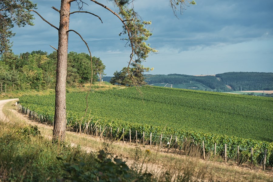 <p>Pierre Gerbais holder til i landsbyen Celles-sur-Ource og ledes i dag av Aur&eacute;lien Gerbais, den &aring;ttende generasjonen til &aring; dyrke druer og den fjerde til &aring; produsere vin. Etter &aring; ha studert &oslash;nologi i Burgund og blant annet jobbet hos Olivier Lamy i Saint-Aubin, returnerte han til familieeiendommen i 2009. Siden den gang har han gradvis satt sitt preg p&aring; produksjonen, blant annet med introduksjonen av enkeltvinmarksviner, og har l&oslash;ftet eiendommen til et nytt niv&aring;.</p>
<p>Vinmarkene i Aube var lenge en viktig kilde til vin, men da de f&oslash;rste forslagene til appellasjonsbetegnelse for Champagne kom p&aring; starten av 1900-tallet ble dette omr&aring;det ekskludert, og f&oslash;rst etter en rekke oppt&oslash;yer ble denne delen motvillig inkludert i appellasjonen. Og da <em>&eacute;chelle des crus </em>ble innf&oslash;rt, Champagnes rangering av landsbyer i kategoriene grand cru, premier cru og cru, ble alle kommunene i Aube plassert p&aring; nederste niv&aring;. B&oslash;ndene har med andre ord jobbet mye i motgang, men i dag utgj&oslash;r de omtrent en fjerdedel av vinmarksarealet i Champagne. Store deler av produksjonen selges til n&eacute;gocianter i de sentrale omr&aring;dene i nord, men den interessante utviklingen dreier seg om b&oslash;nder som har sluttet &aring; selge druene sine og isteden lager stedegne viner fra kommuner man tidligere ikke hadde h&oslash;rt om.</p>