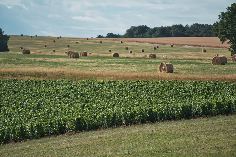 <p>Druene h&oslash;stes for h&aring;nd og plasseres direkte i kj&oslash;lebiler som venter ute i vinmarkene. I Champagne er det faktisk ikke tillatt &aring; sortere druene i vineriet, og derfor er det viktig at de sorteres n&oslash;ye i vinmarken og at de ankommer vineriet i perfekt tilstand. Det benyttes b&aring;de en klassisk Coquard-presse og pneumatisk presse. Etter et d&oslash;gn med bunnfallssedimentering ved 10 grader, initieres vinifikasjonen p&aring; rustfrie st&aring;ltanker med <em>pied de cuve</em>. Dette inneb&aelig;rer &aring; lage en startkultur av gj&aelig;r fra drueklaser som h&oslash;stes noen dager f&oslash;r selve innh&oslash;stingen. Gj&aelig;ringen foreg&aring;r relativt sakte p&aring; rustfrie st&aring;ltanker ved 15 grader. Den malolaktiske gj&aelig;ringen fullf&oslash;res, ettersom Aur&eacute;lien ikke liker den skarpe munnf&oslash;lelsen dette kan tilf&oslash;re viner fra <em>kimmeridgian marl.</em> Vinene tappes uten kaldstabilisering, klaring eller filtrering. Flaskene lagres p&aring; bunnfallet i 30-36 m&aring;neder og degorgeres med 2-4 g/l dosage.</p>