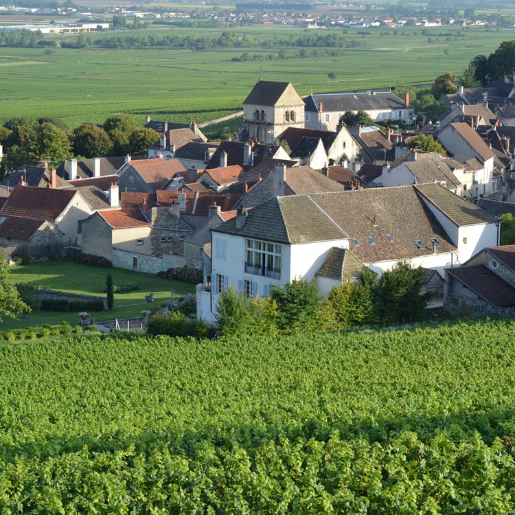 The Clos des Ducs, and Volnay at the back.JPG