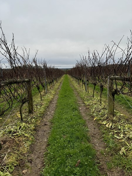 <p>Mens de fleste produsenter av engelsk musserende vin henter inspirasjon fra de store, kjente husene i Champagne, er vinmaker Tommy Grimshaw hos Langham mer inspirert av Grower Champagne-b&oslash;lgen. Langham bruker utelukkende egendyrkede druer og s&oslash;ker et modent og ekspressivt druemateriale. Med full kontroll p&aring; hele prosessen blir resultatet ogs&aring; viner med h&oslash;yere kvalitet.</p>