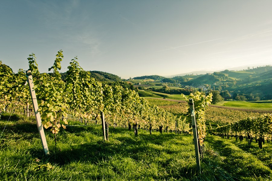 Vinifikasjonen er enkel: alle sauvignon blanc-druene avstilkes og skallmasereres i opptil 12 timer før pressing. Mosten spontanfermenteres deretter langsomt før modning i opptil 12 måneder, begge deler i store, brukte eikefat. Til slutt får vinen et opphold i ståltank før tapping.