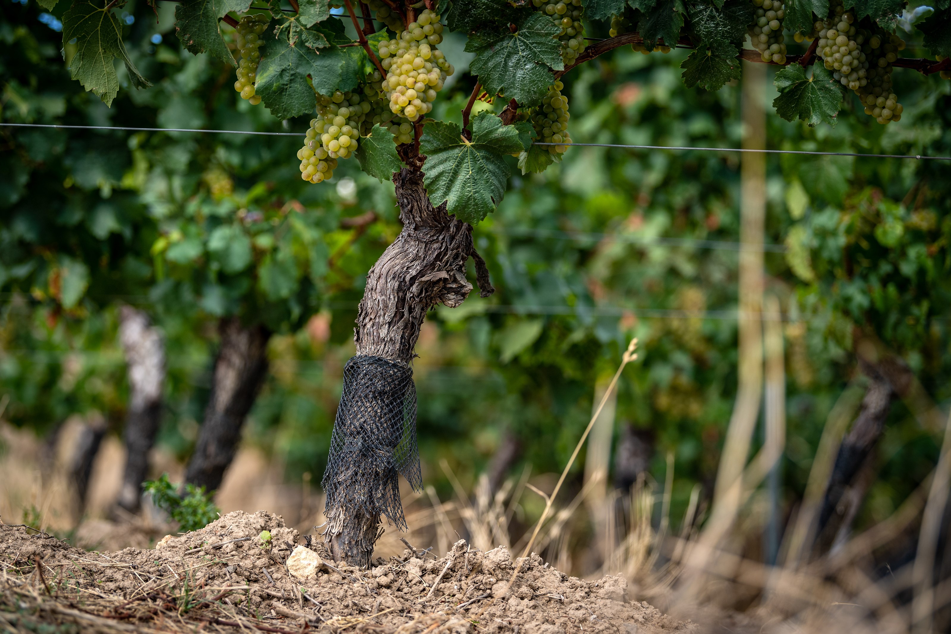 Moritz har et ønske om å jobbe med vinmarkene og vinen som en helhet – en rød tråd vil alltid være å sette minst mulig avtrykk på naturen og vinen. Han jobber etter biodynamiske prinsipper, planter med nye rotstokker og selection massale for å møte et mer variabelt klima med mer tørke, varmere somre, varmere vintre, mer frostproblemer etc. Familien eier over 13 hektar vinmark. To tredjedeler brukes til vin med familienavnet, mens den siste tredjedelen brukes til Moritz sitt eget prosjekt. Moritz har foreløpig tatt over 0,5-1 hektar i året, for å ikke ta på seg mer enn han kan håndtere innenfor sin visjon.<br></br>I kjelleren jobber han med fat og ståltank, hele tiden med mål om å lage viner som er friske, livlige og en glede å drikke. De skal gjenspeile druetypen, voksestedet og årgangen fullt ut, fremfor å være så like som mulig fra år til år.