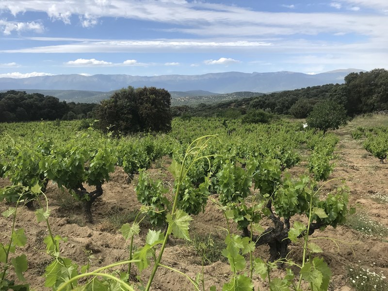 <p>Daniel fra Comando G og Curro fra Fedellos do Couto i Ribeira Sacra vokste opp sammen i landsbyen M&eacute;ntrida og har siden v&aelig;rt n&aelig;re venner. De har lenge b&aring;ret p&aring; dr&oslash;mmen om &aring; gj&oslash;re noe sammen for &aring; l&oslash;fte kvaliteten i vinene fra deres kj&aelig;re hjemomr&aring;der.</p>
<p>Daniel Landi er allerede kjent for &aring; lage noen av verdens beste garnacha-viner hos Comando G (sammen med Fernando Garcia) og i sitt eget prosjekt Daniel Landi Viticultor, en knapp time nordvest for M&eacute;ntrida. Comando G satte garnacha og Sierra de Gredos p&aring; kartet. N&aring; gj&oslash;r Dani og Curro det samme med appellasjonen DO M&eacute;ntrida som ogs&aring; dekker en del av Sierra de Gredos.</p>
<p>I likhet med Sierra de Gredos er DO M&eacute;ntrida mest kjent for &aring; supplere hovedstaden Madrid med middelm&aring;dig volumvin. Den historien akter Dani og Curro &aring; endre p&aring;.</p>
<p>Curro fra Fedellos do Couto har gjort mye av det samme som Daniel Landi, men jobber til daglig i de stupbratte vinmarkene i Ribeira Sacra i Galicia i Nordvest-Spania. Der lager de spesielt delikate uttrykk for voksested og lokale druer langs grisgrendte &aring;ssider ved Sil og Bibei-elvene i Nordvest-Spania. Fedellos do Couto importeres ogs&aring; av oss fra september 2022.</p>
<p>Viticola Mentridana er den naturlige forlengelsen av dr&oslash;mmen og kj&aelig;rligheten de to har for landsbyen og appellasjonen M&eacute;ntrida. Filosofien minner veldig om Comando G sin. Vinene er elegante, delikate og samtidig kraftfulle uttrykk for garnacha fra gode adresser. Kvaliteten og uttrykket i vinene er gjenkjennelige med de fra Comando G, men vinene til Viticola Mentridana er mer &aring;pne og sjarmerende som unge.</p>