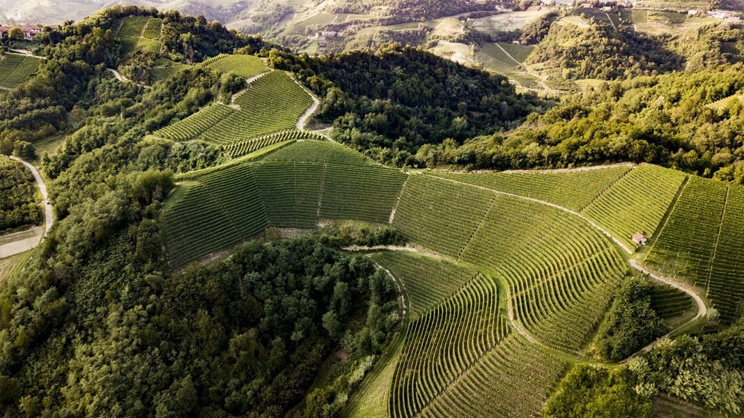 <p>Sandrone begynte i det sm&aring; og disponerer i dag i overkant av 20 ha vinmark, dels eid og leid, og han har ikke tenkt &aring; gi seg med det. Prisene p&aring; vinmark er imidlertid n&aring; s&aring; h&oslash;ye at de f&aelig;rreste har anledning til &aring; kj&oslash;pe seg nevneverdig opp i de mest attraktive sonene, mange foretrekker derfor &aring; leie, det har Sandrone i perioder ogs&aring; gjort. Toppen av hierarkiet i Sandrones portef&oslash;lje best&aring;r av 2,5 ha Barolo Cannubi Boschis og 3 ha Barolo La Vigne, som er produsert p&aring; grunnlag av druemateriale fra fire forskjellige vinmarker: Vignana (to parseller) i Barolo, Conterni i Monforte og Merli i Novello. Resten av produksjonen er en miks av nebbiolo, barbera og dolcetto fordelt p&aring; vinene Valmaggiore Nebbiolo d'Alba, Barbera d'Alba og Dolcetto d'Alba.</p>