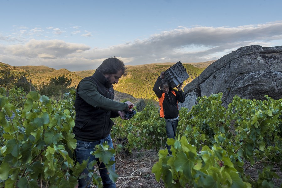 <p>Comando G er samarbeidsprosjektet mellom Fernando Garc&iacute;a og Daniel G&oacute;mez Jim&eacute;nez-Landi som ble starter opp i 2008. F&oslash;rste &aring;rgang i Norge var 2012.&nbsp;</p>
<p>Historisk sett har Sierra de Gredos v&aelig;rt en av de st&oslash;rste og viktigste vinregioenene i Spania, men f&aring; utenfor Spania kjenner til den. De bratte og utilgjengelige vinmarkene i forvitret granitt og skifer fra jordens oldtid (paloezoikum) har alltid gitt flotte druer av meget h&oslash;y kvalitet i de beste vinmarkene. Men denne kvaliteten ble ikke ivaretatt og rubbel og bit ble blandet sammen og solgt i bulk s&aring; hovestadens innbyggere kunn nyte billig lokal vin. Null eksport, knallhardt arbeid med h&oslash;ye kostnader kombinert med d&aring;rlig betaling har v&aelig;rt oppskriften p&aring; en gradvis avvikling og fraflytting. Vinregionen p&aring; over 4000 hektar har skrumpet inn til bare en tidels volum, og kun de flateste og lettest h&aring;ndterbare vinmarkene med lavest kostnader har blitt skikkelig tatt vare p&aring; - inntil folk som Daniel og Fernando og andre som Telmo Rodriguez, Marc Isart og Daniel Ramos kom p&aring; banen p&aring; 2000-tallet.&nbsp;</p>
<p>Fernando og Daniel er venner fra skoletiden, og har alltid f&oslash;lt tiltrekkingen mot fjellene. Id&eacute;en om at de gamle, ufremkommelige o gnedlagte vinmarkene her skulle bli deres sted, ble materialisert i 2008 da de fikk delvis kj&oslash;pt og leid vinmarker med gamle vinstokker. Prosjektet d&oslash;pte de Comando G. Navnet kommer fra en japansk tegneseriefigur fra 80-tallet, men har i denne sammenhengen ogs&aring; meningen Comando Garnacha. Og det er denne druen dette prosjektet handler om. R&oslash;d Garnacha f&oslash;rst og fremst, men de lager ogs&aring; en legendarisk hvitvin fra vinmarken El Tamboril 1230 moh.&nbsp;</p>
<p>P&aring; forbl&oslash;ffende kort tid viste vinene en fremragende kvalitet og delikat stil som aldri tidligere har v&aelig;rt assosiert med spansk garnacha eller spank vin for&oslash;vrig. <br />En ny &aelig;ra var i gang.</p>