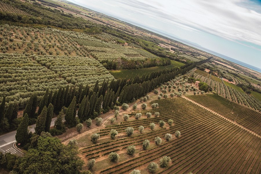 Poggio al Tesoro er en 70 hektar stor eiendom i Bolgheri kjøpt i 2002 av Allegrini-familien. Den første vingården de kjøpte, Le Sondraie, ligger vegg i vegg med Ornellaia og var tidligere leid av dem. Den er 50 hektar stor og beplantet med merlot, cabernet franc og cabernet sauvignon, samt litt vermentino.