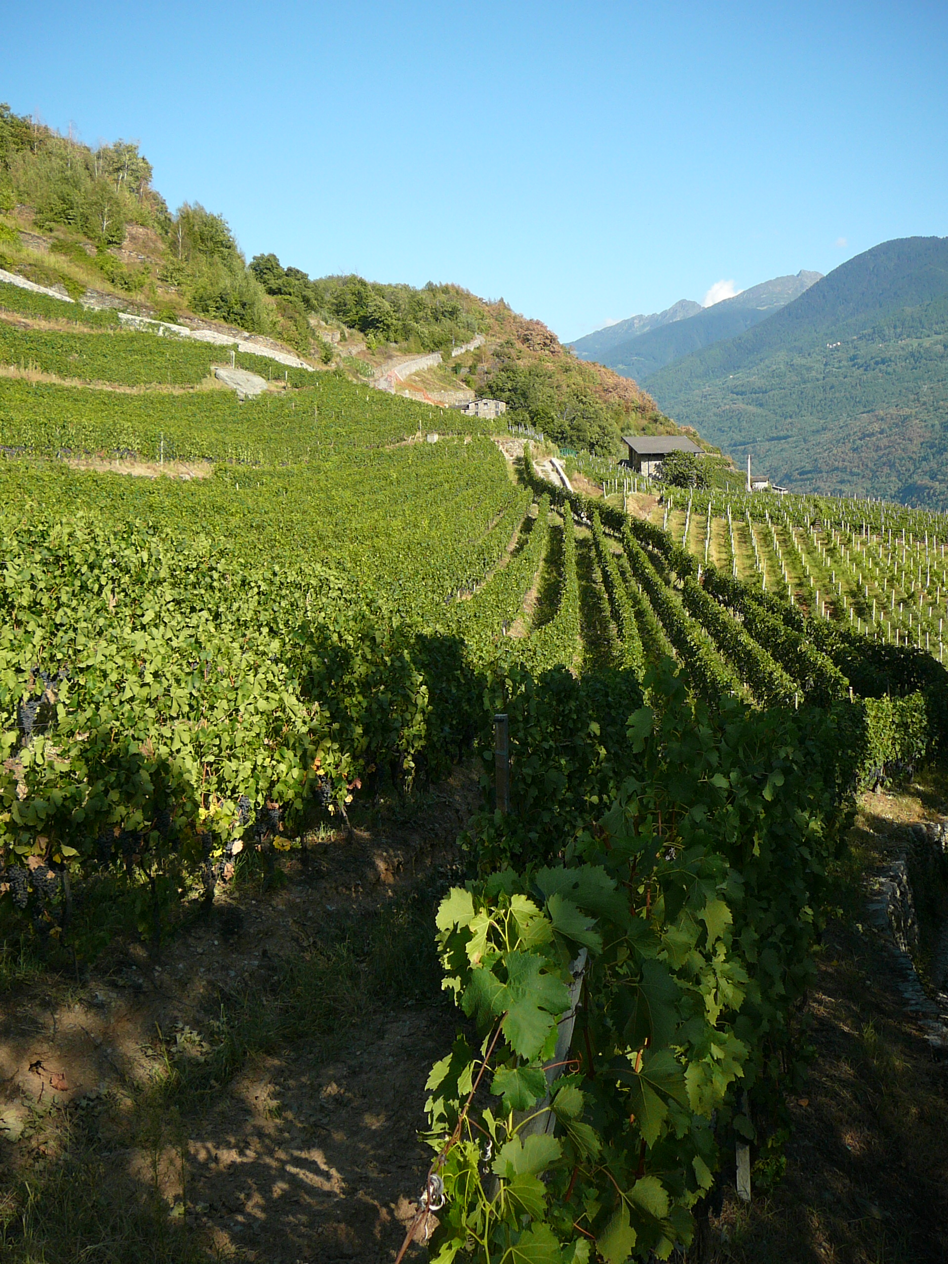 <p>Sandro Fays livsprosjekt startet i 1971 med nyutviklingen av familiens lille ving&aring;rd i hjertet av San Giacomo di Teglio, en landsby i regionen Valtellina. I 1973 ble Societ&agrave; Agricola Fay stiftet, og Sandro startet sakte utvidelsen av vinmarkeneved &aring; inkorporere flere parseller. I 1998 ble Sandros barn Marco og Elena en del av laget, og i dag er det denne trioen som sammen driver den toppmoderne familiebedriften lengst nord i Italia. Societ&agrave; Agricola Fay er i kontinuerlig vekst, og beholdningen dekker i dag 15 hektar.</p>
<p>Marco er utdannet &oslash;nolog fra Istituto Agrario di San Michele all'Adige og Universitetet i Milano. Etter studiene dro han hjem til dalen, og gjennomf&oslash;rte en rekke unders&oslash;kelser i familiens vinmarker. Han bestemte han seg for &aring; dele dem inn i 3 h&oslash;yder.</p>