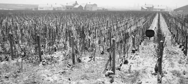 VIGNES HIVER.JPG